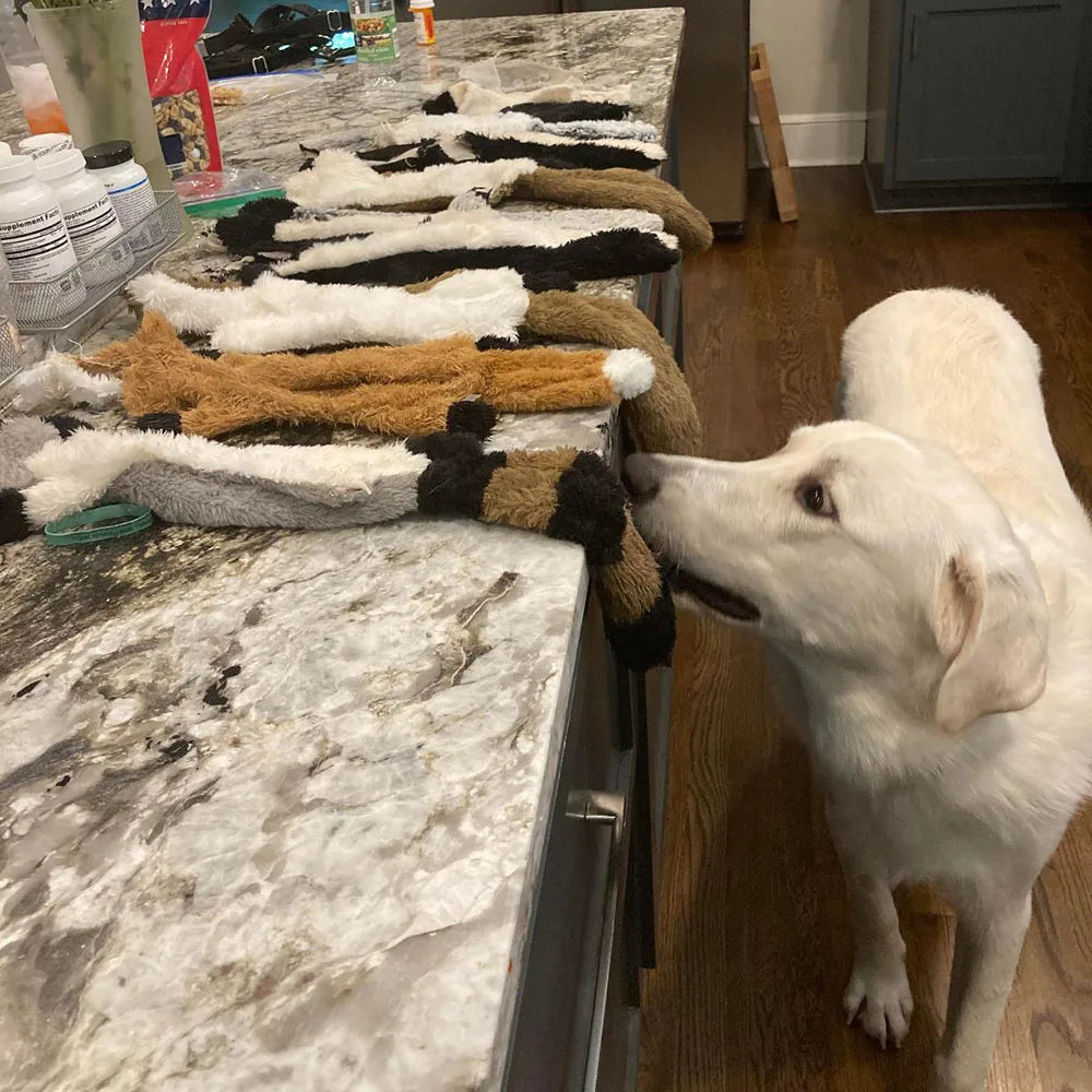 Jouet pour chien en peluche crépitante sans rembourrage | Jouet à mâcher durable et sans désordre