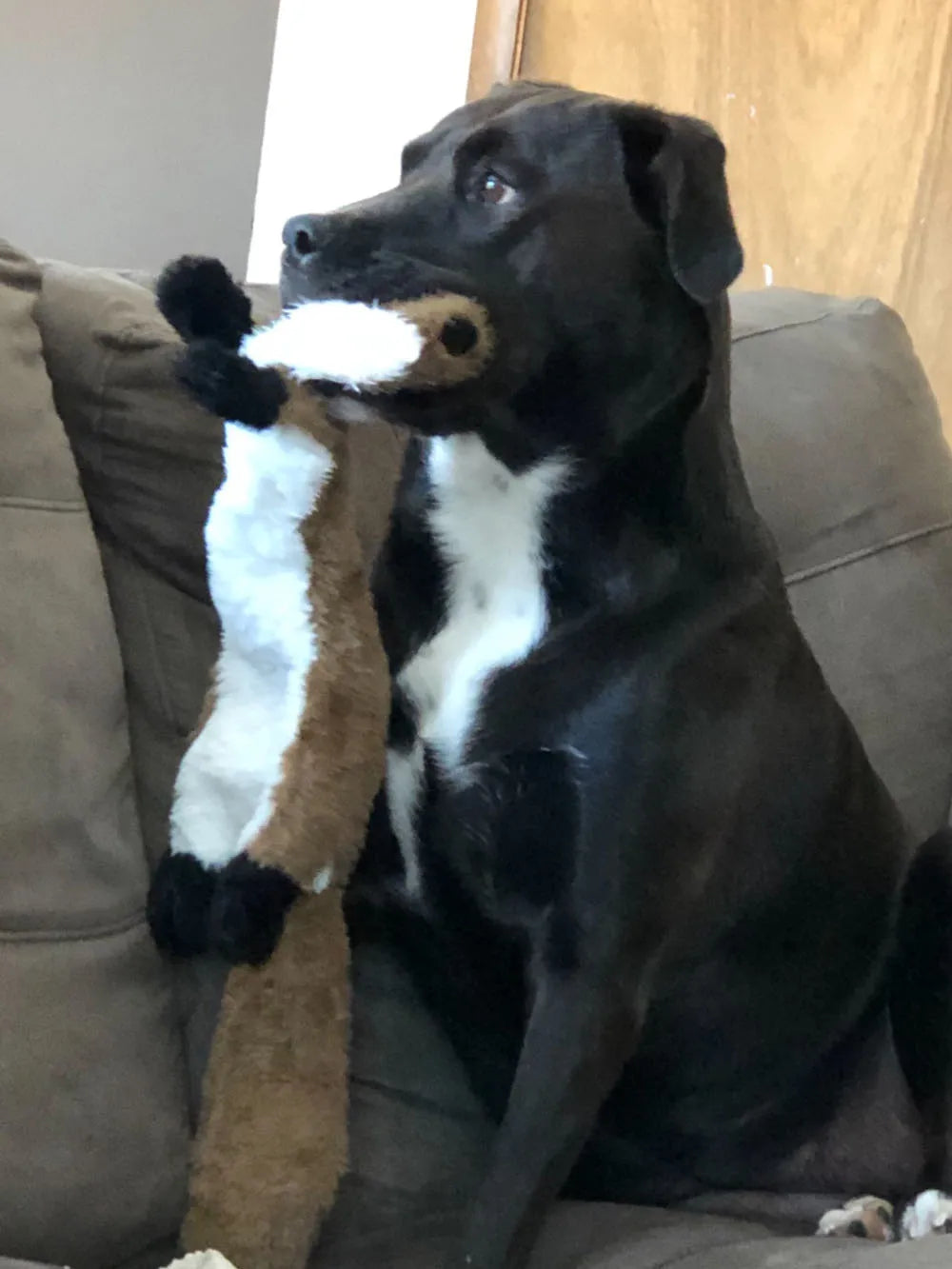 Jouet pour chien en peluche crépitante sans rembourrage | Jouet à mâcher durable et sans désordre